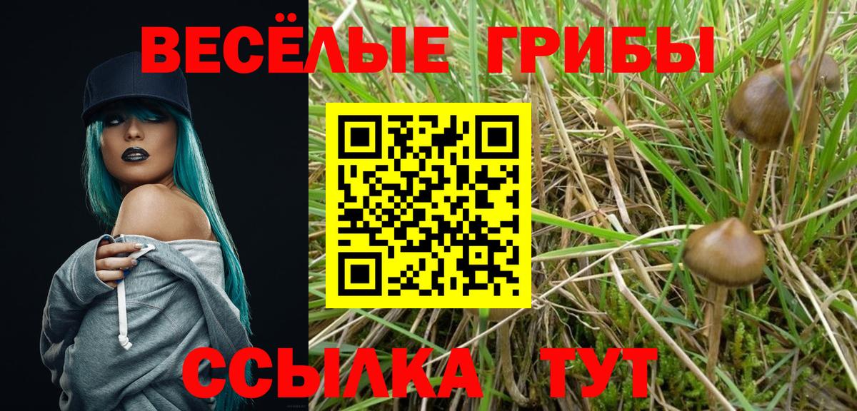 Псилоцибиновые грибы Psilocybe Шатура